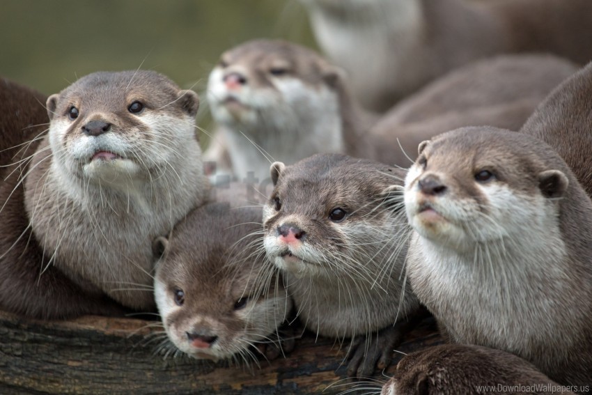 animals family otters view wallpaper background best stock photos - Image ID 148023