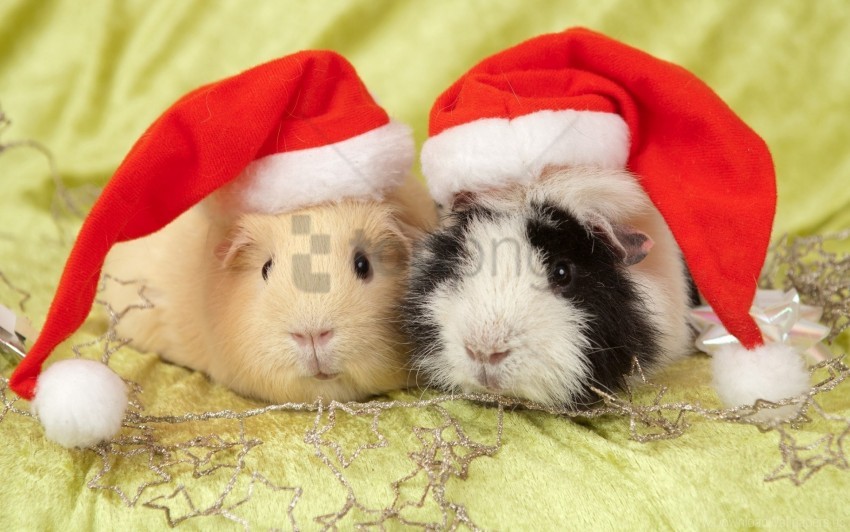 animals, guinea pigs, hats wallpaper background best stock photos@toppng.com