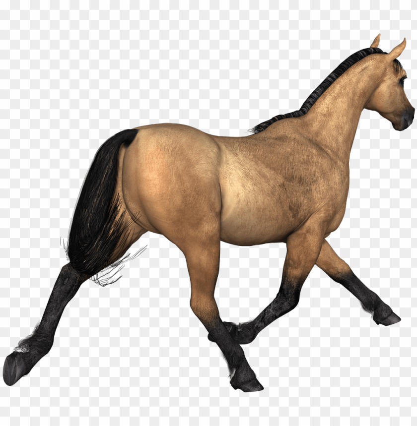 animals - horse PNG image with transparent background | TOPpng