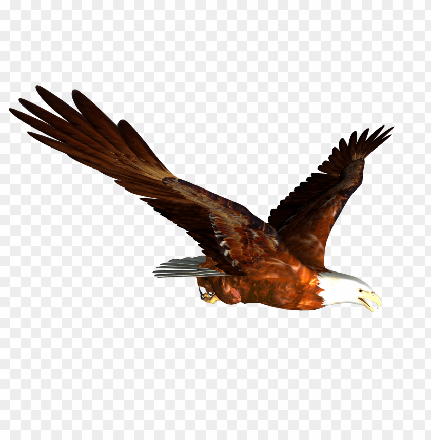 Download animated bald eagle flying png images background | TOPpng