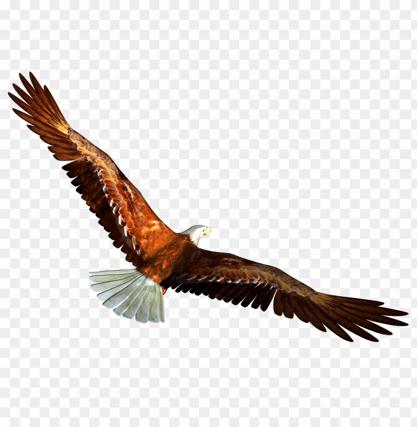 
bald eagle
, 
animal
, 
flying
, 
looking
, 
hunting
, 
watching
, 
elegant
