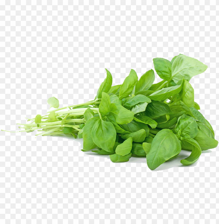 leaf, plant, herb, mint, nature, thyme, food