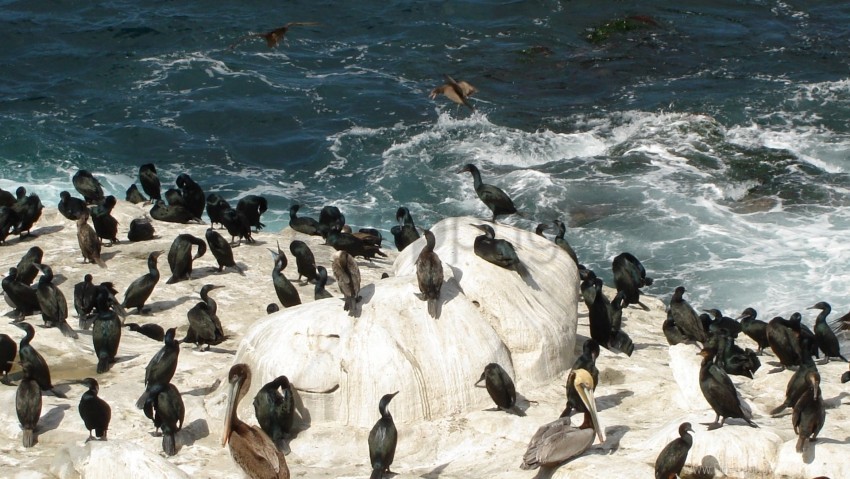 antarctica, birds, flock, ice, penguins wallpaper background best stock photos@toppng.com