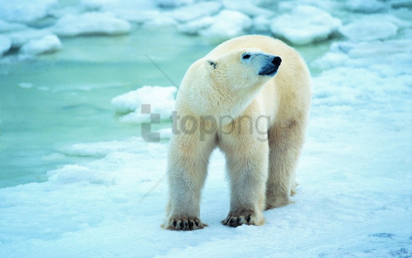 free PNG antarctica, polar bear, snow, walk wallpaper background best stock photos PNG images transparent