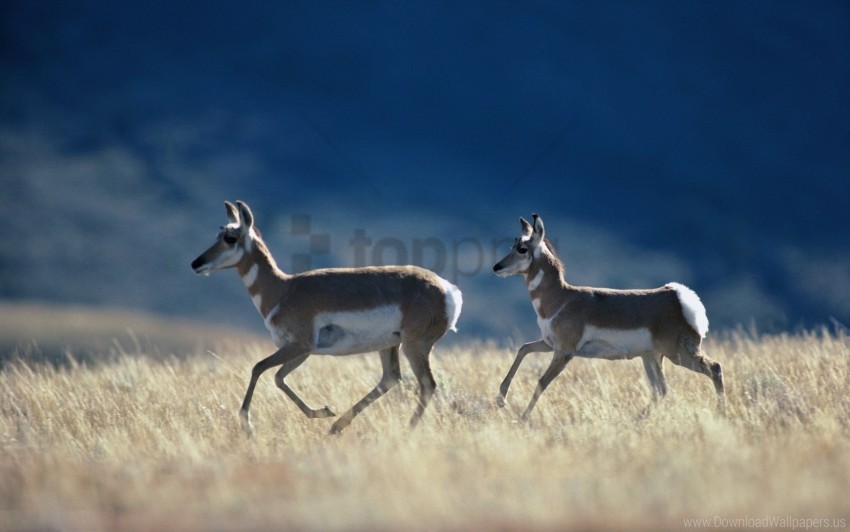 antelope, grass, prairie, running wallpaper background best stock photos@toppng.com