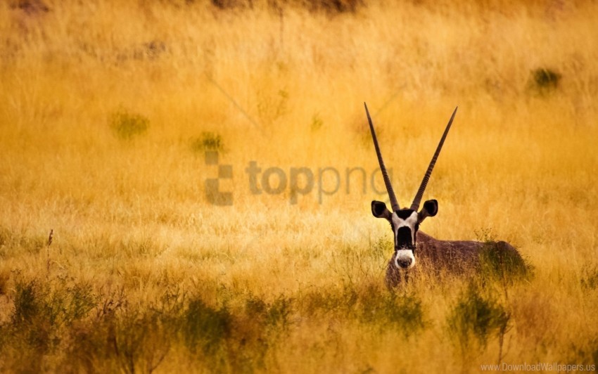 antelope horns savanna wallpaper background best stock photos - Image ID 160742