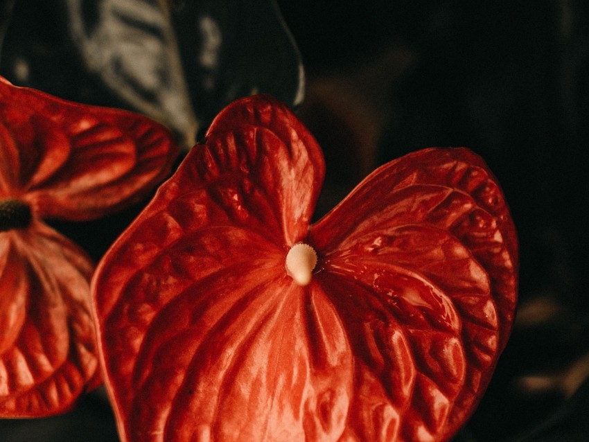 anthurium, flower, leaf, plant, red