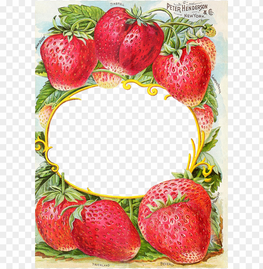 antique catalog reinvented henderson s farm frame vintage strawberry seed packet PNG transparent with Clear Background ID 176051