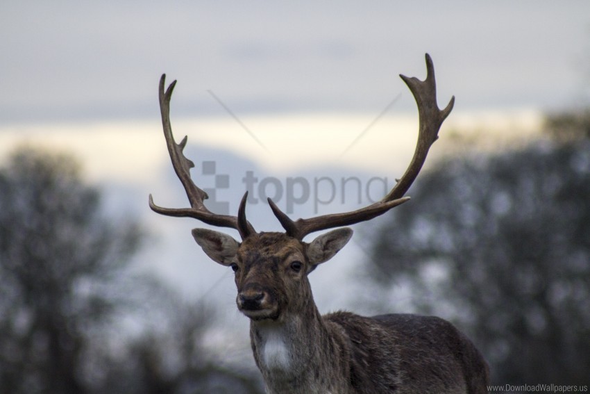 antlers, blur, deer wallpaper background best stock photos | TOPpng