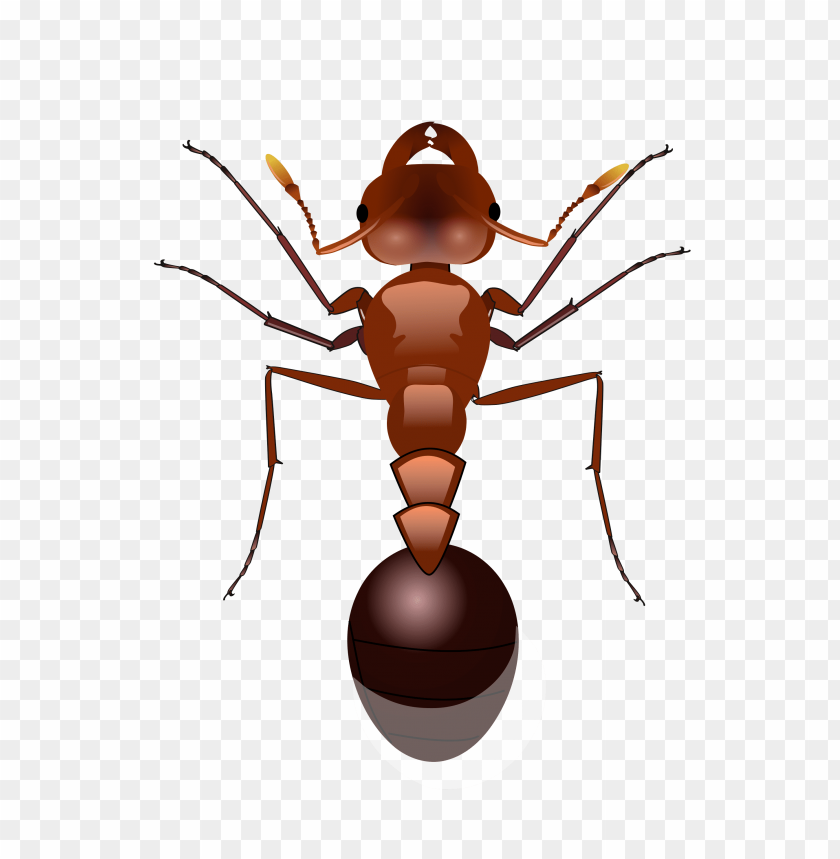 ants clipart png photo - 24910