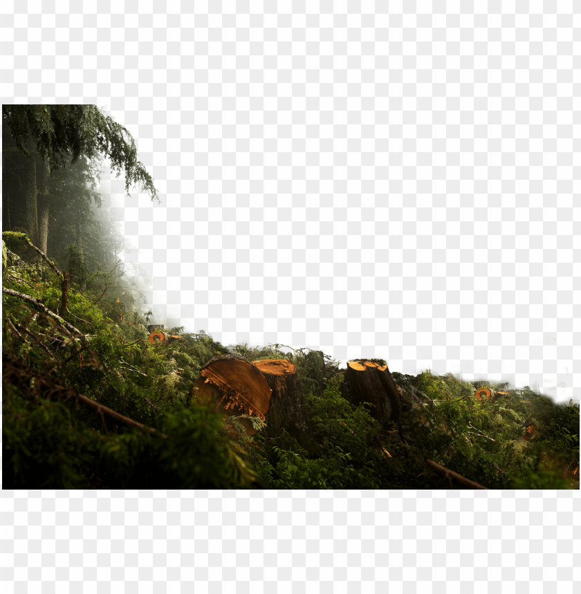 Any Timber Any Terrain - Jungle Overlay PNG Transparent With Clear  Background ID 196717