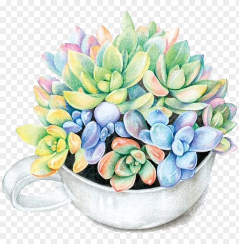 aper colored pencil succulent plant watercolor painting flower pot png paper PNG transparent with Clear Background ID 172902