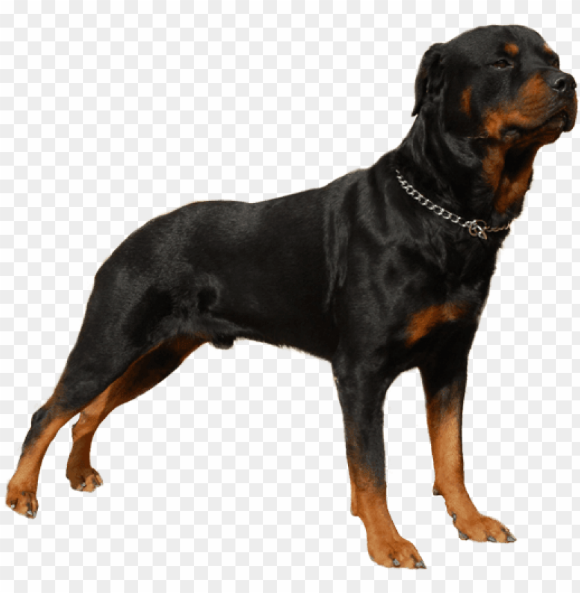 rottweiler angry wallpaper