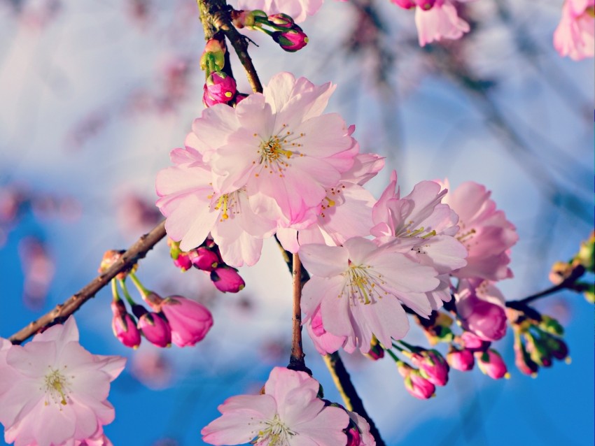 apple, branch, flowers, buds, pink, spring