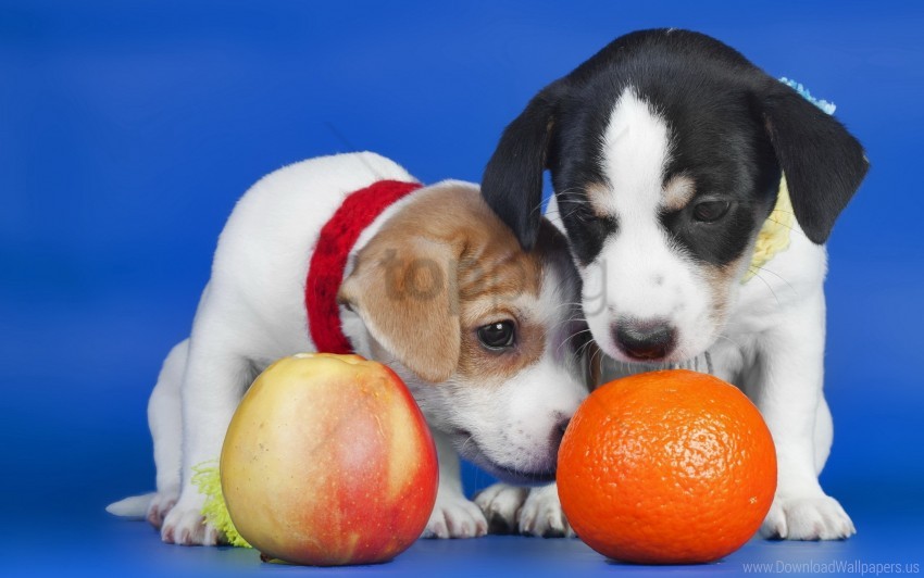 apple dogs orange puppies wallpaper background best stock photos - Image ID 160144