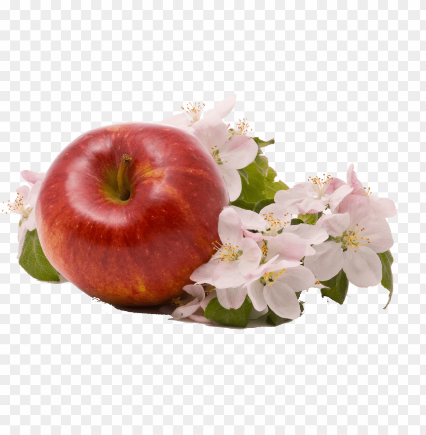 Apple Png Image - Apple PNG Transparent With Clear Background ID 235281