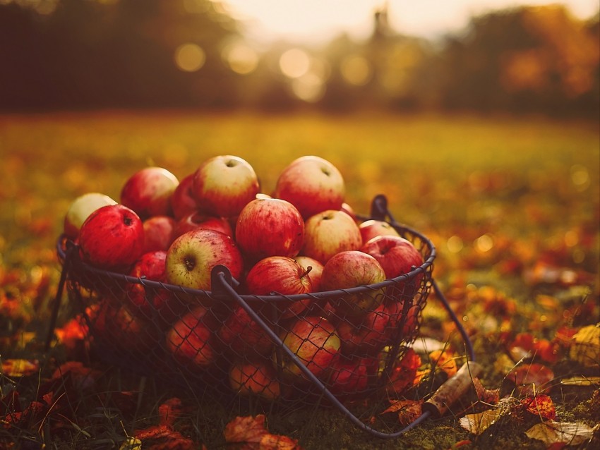 apples, basket, autumn, harvest