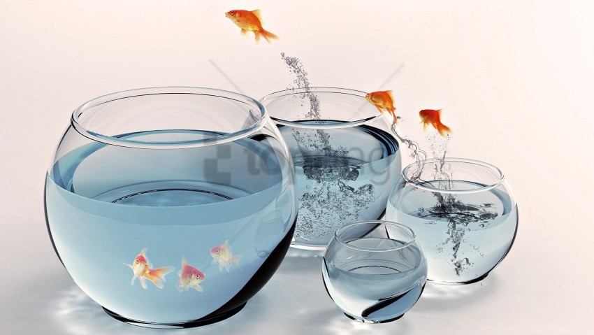 aquarium fish gold jumping splashing wallpaper background best stock photos - Image ID 141510
