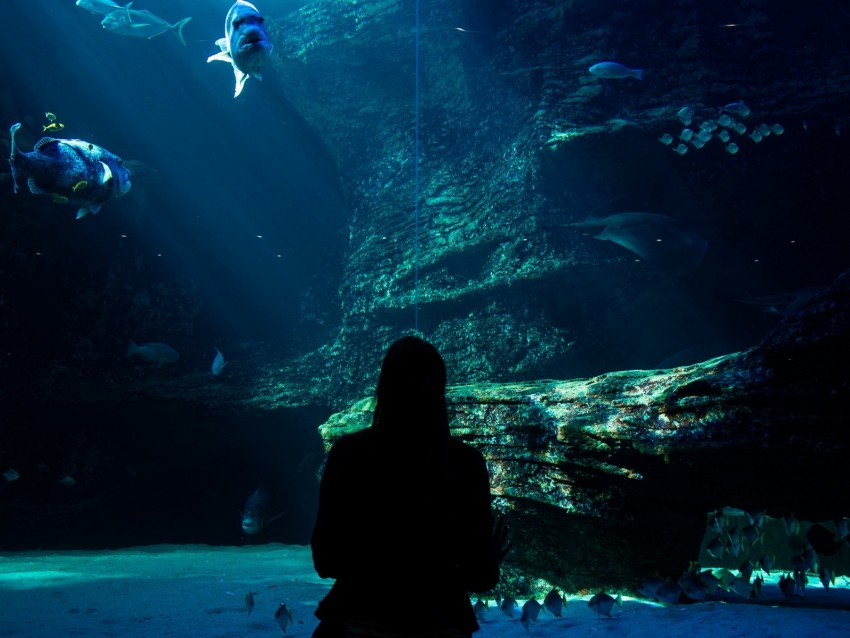 aquarium, fish, silhouette, dark, underwater world