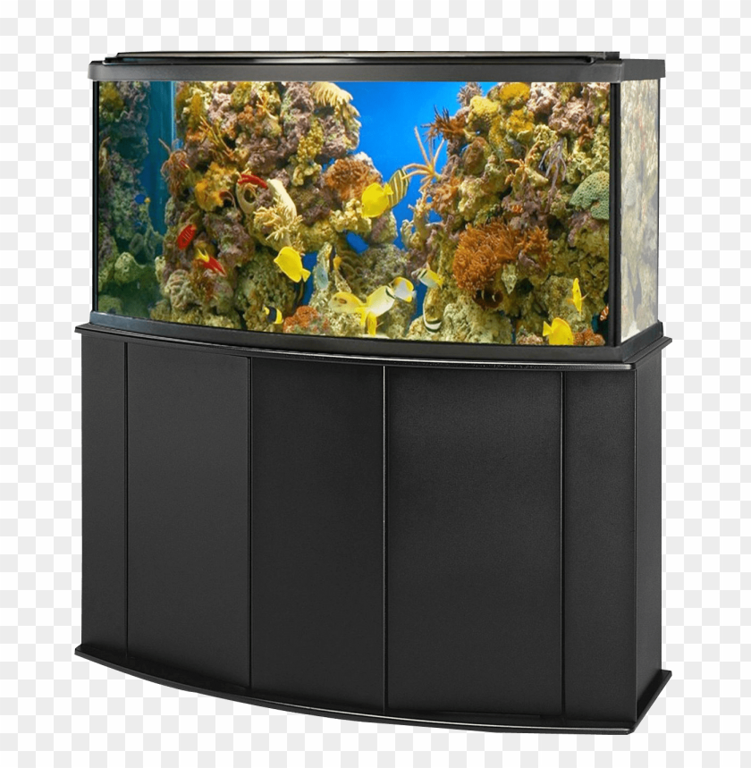 
objects
, 
fish
, 
animal
, 
water
, 
aquarium
, 
tank

