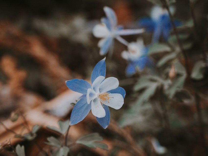 aquilegia, flower, blue, macro, bloom