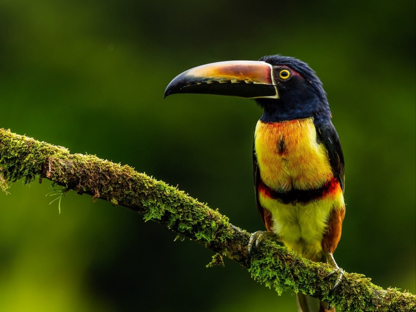 aracari, bird, toucan, exotic