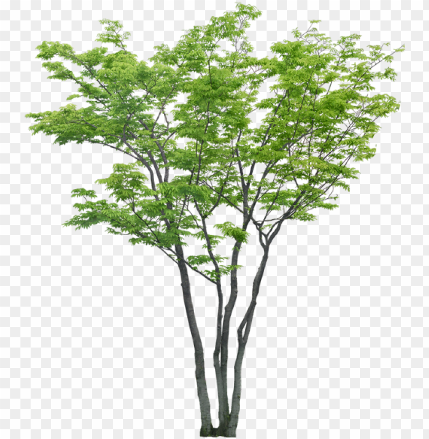 arboles png photoshop - arboles psd sin fondo PNG image with transparent background@toppng.com