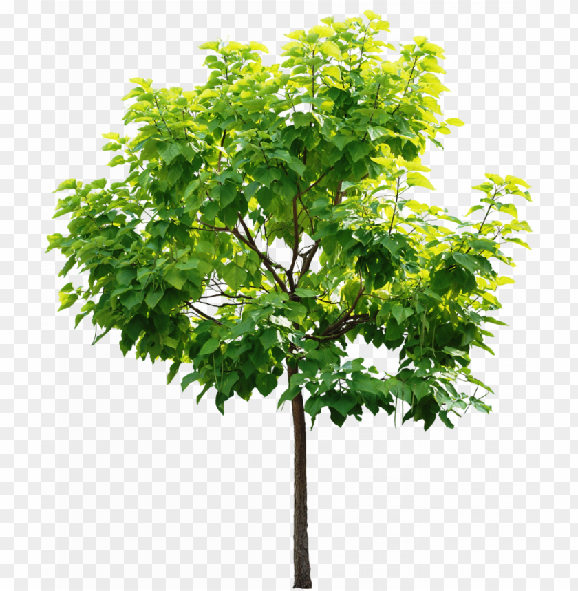 Arboles Y Hojas Para Photoshop Arboles Png - High Resolution Tree PNG Image With Transparent Background
