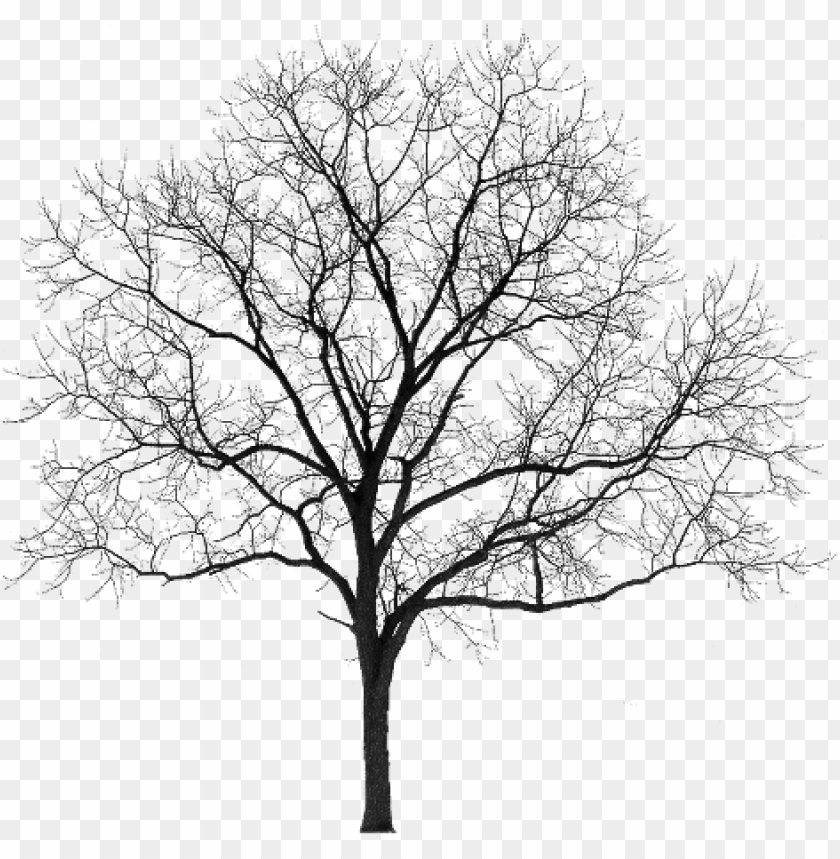 arbre noir