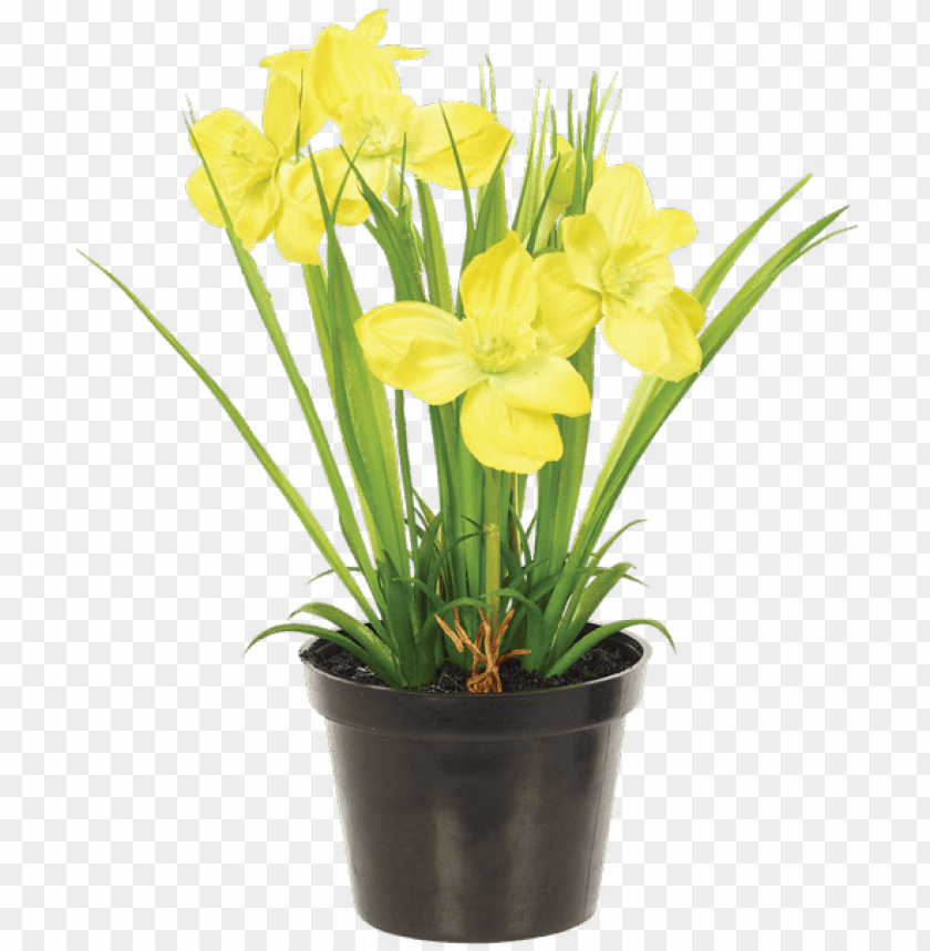 free PNG arcissus bush in planter, yellow - flax-leaved tuli PNG image with transparent background PNG images transparent