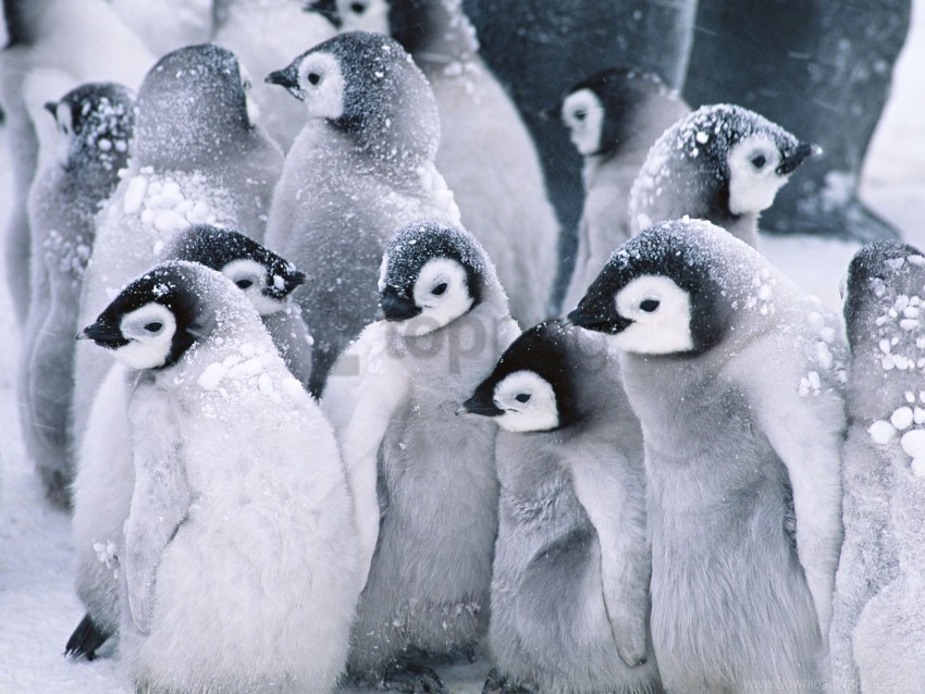 arctic, cute, penguins wallpaper background best stock photos | TOPpng