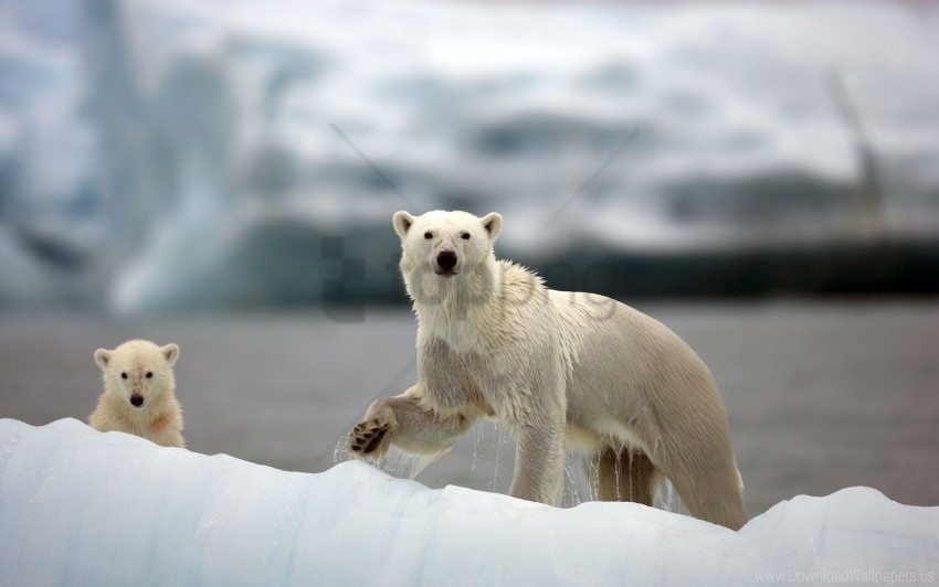 Arctic Family Polar Bears Snow Walk Wallpaper Background Best Stock Photos