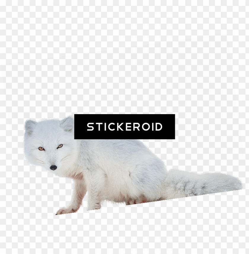 free PNG arctic fox animals - arctic fox PNG image with transparent background PNG images transparent