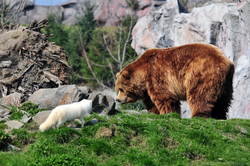 Arctic Fox Bear Grass Grizzly Bear Rocks Wallpaper Background Best Stock Photos