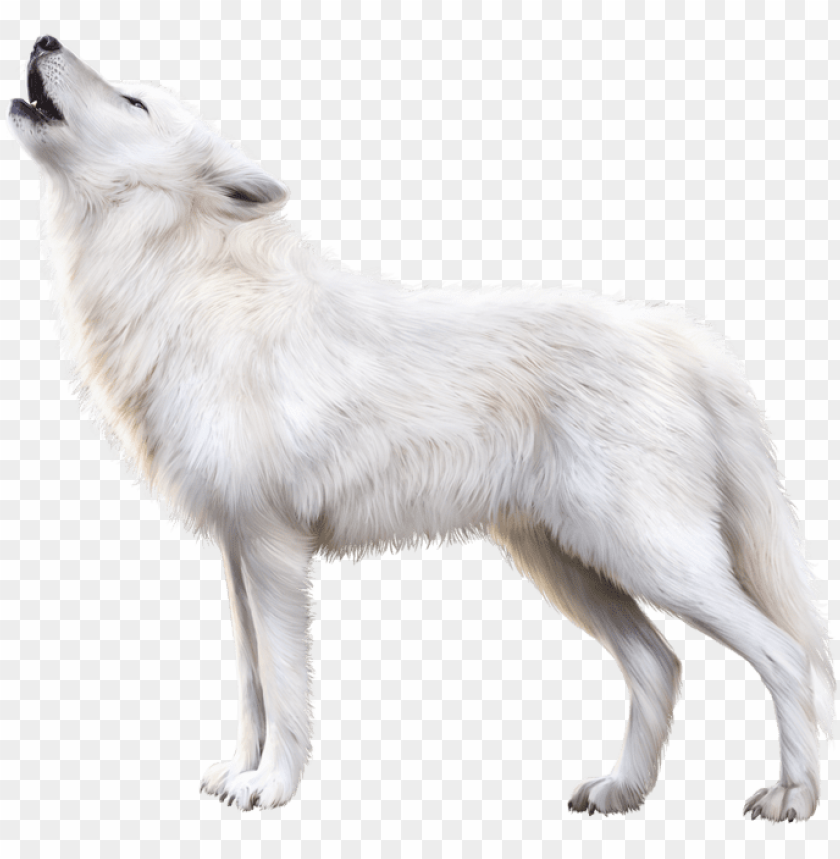 Arctic Fox Png Download Image - Transparent White Fox PNG Image With Transparent Background