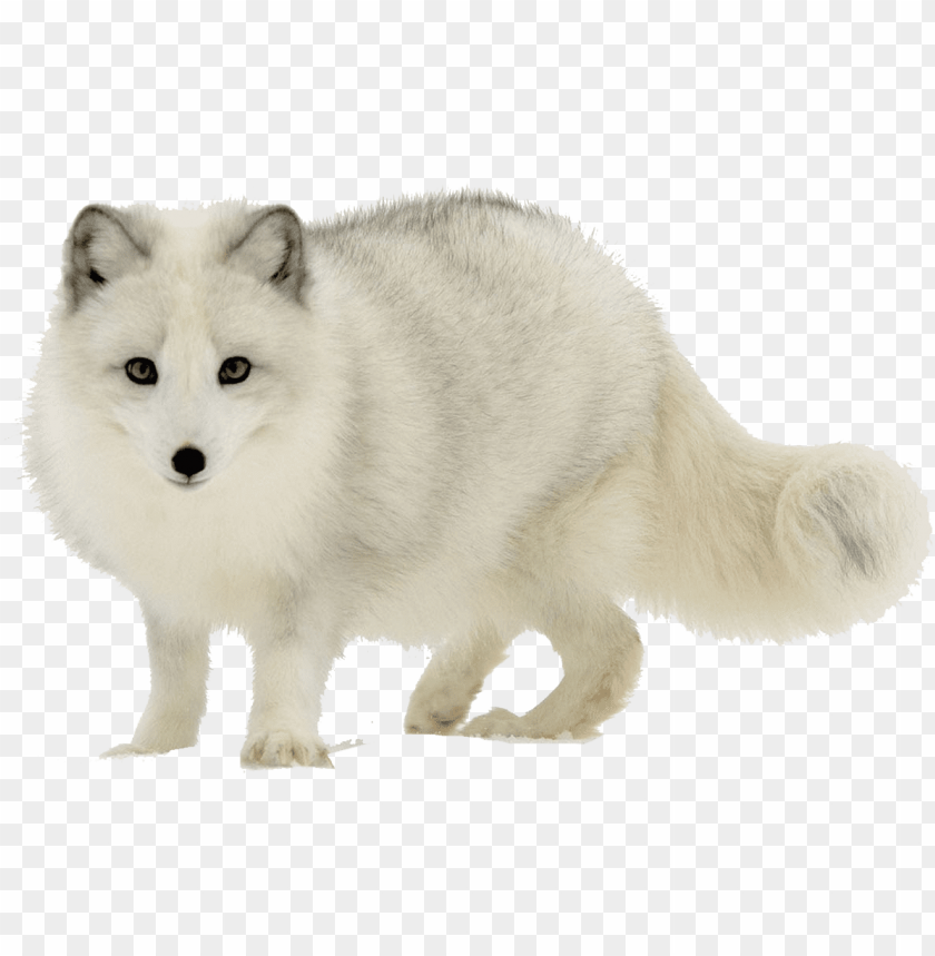 arctic fox png transparent image - arctic fox PNG image with transparent background@toppng.com