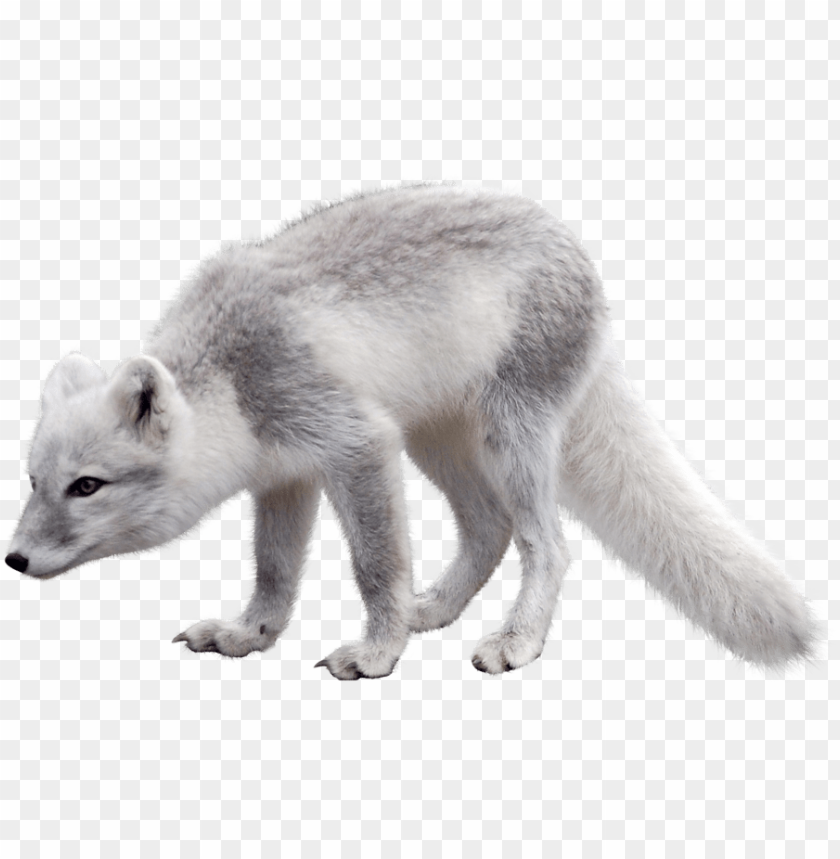 Download Arctic Snow Fox Png Images Background