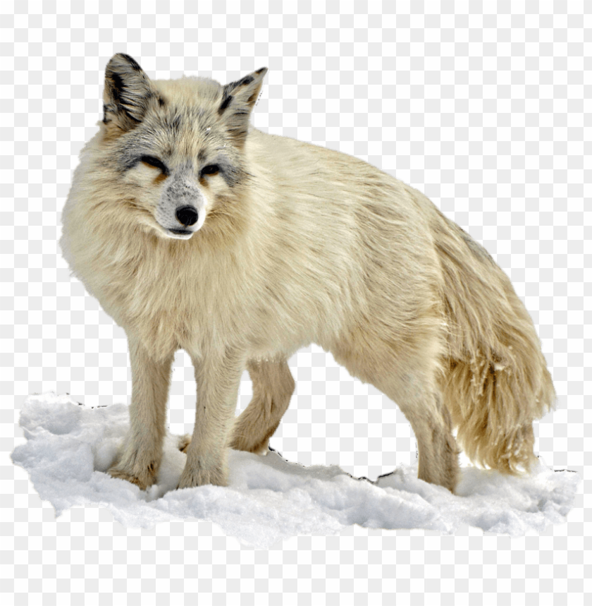 free PNG Download arctic snow fox png images background PNG images transparent