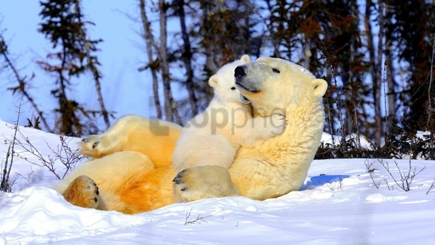 free PNG arms, couple, polar bear, snow, young wallpaper background best stock photos PNG images transparent