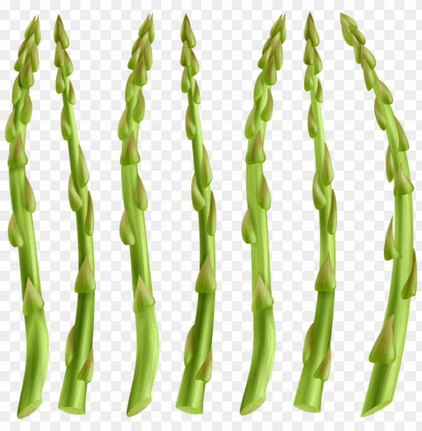 free PNG Download asparagus png png images background PNG images transparent