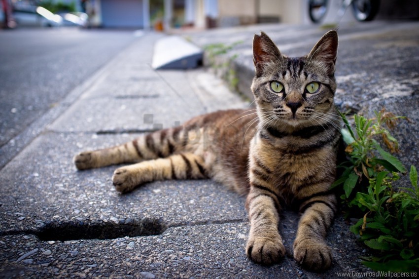 asphalt cat down grass striped wallpaper background best stock photos - Image ID 160852