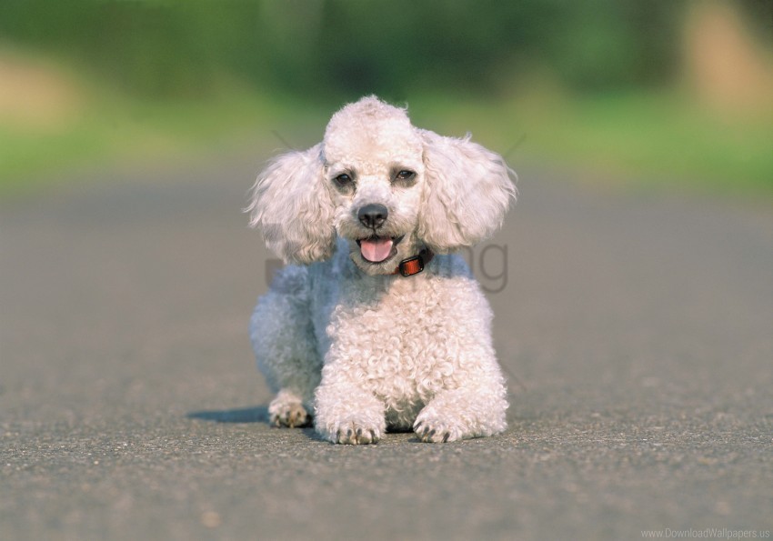 asphalt dog run wallpaper background best stock photos - Image ID 160023