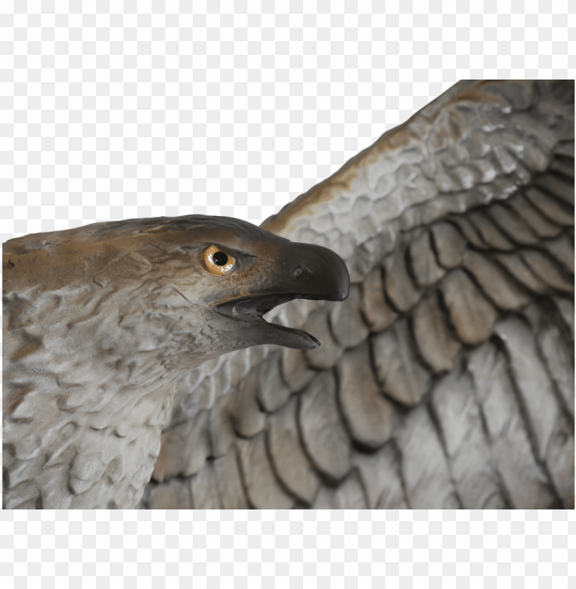 free PNG assassin's creed® origins - hawk PNG image with transparent background PNG images transparent
