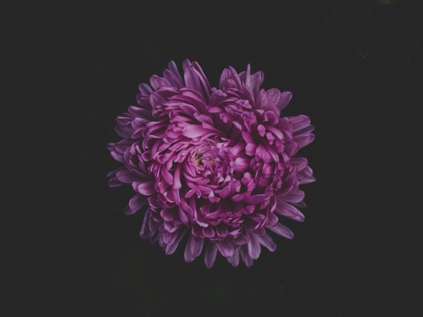 aster, flower, purple, dark