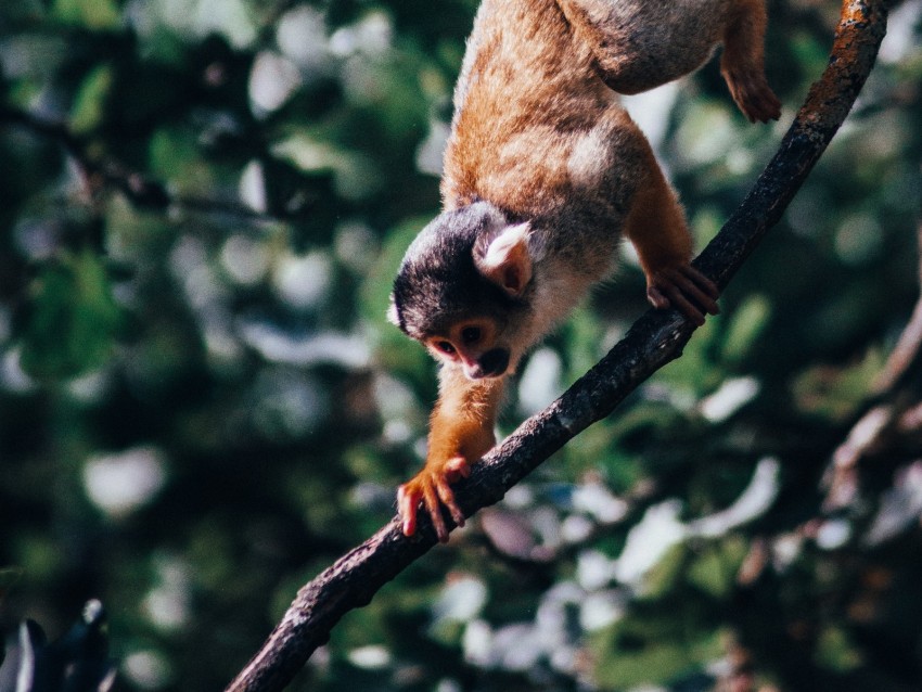 atelidae, monkey, climbing, branches