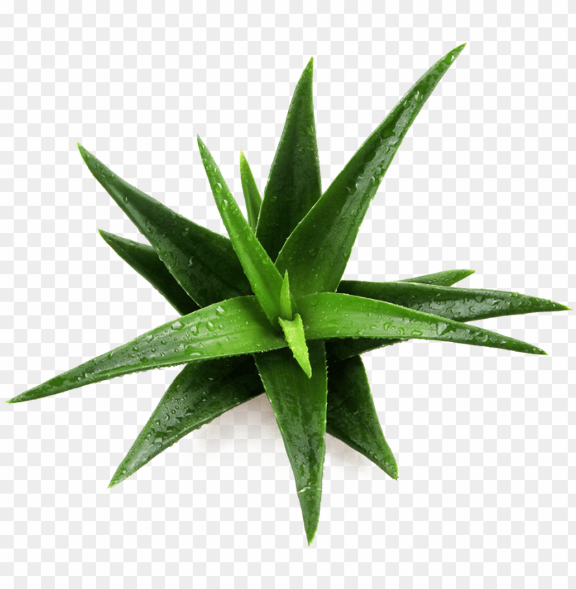 atented ingredient name daltonmax 700 aloe vera imagenes de un maguey PNG transparent with Clear Background ID 190813