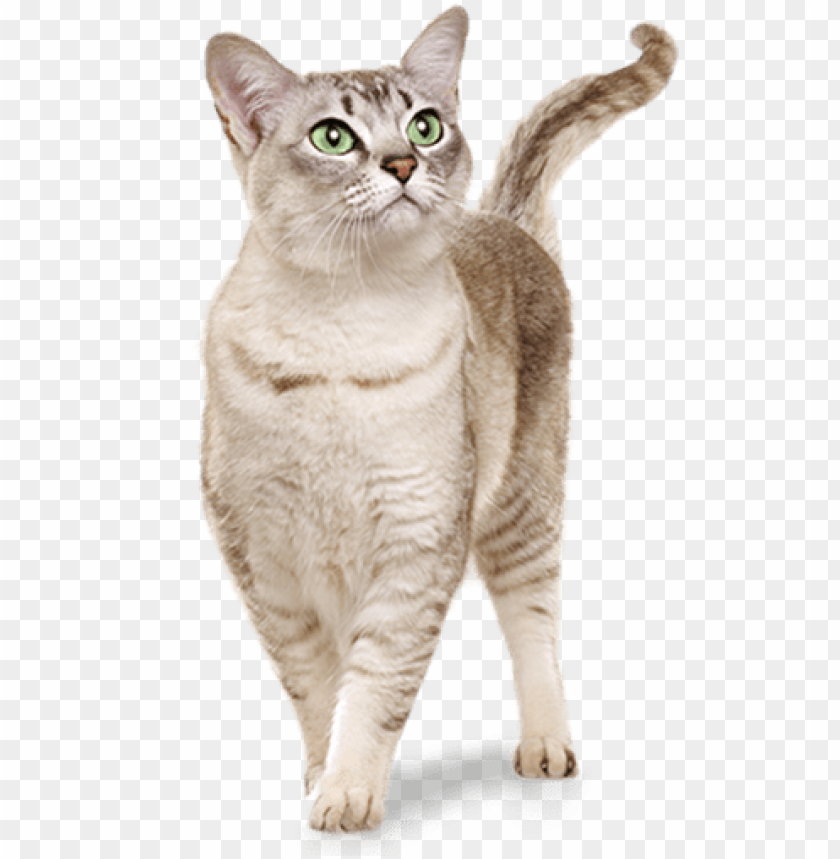 Ato - Gato Real PNG Transparent Background