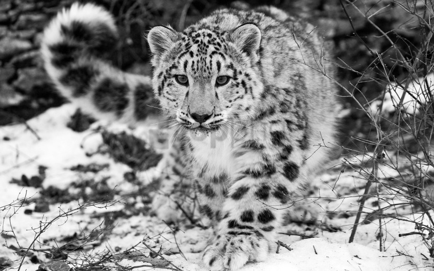 free PNG attention, black and white, hunting, snow, snow leopard wallpaper background best stock photos PNG images transparent