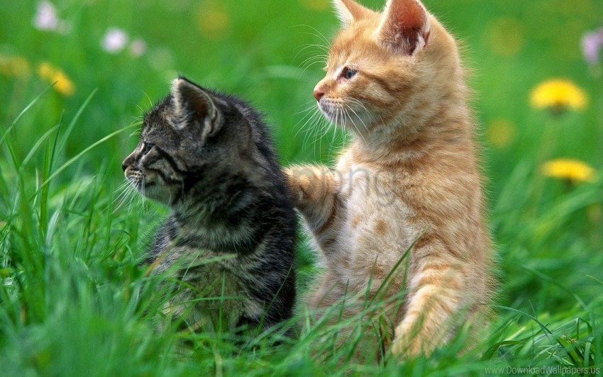 Attention Care Couple Grass Kittens Wallpaper Background Best Stock Photos