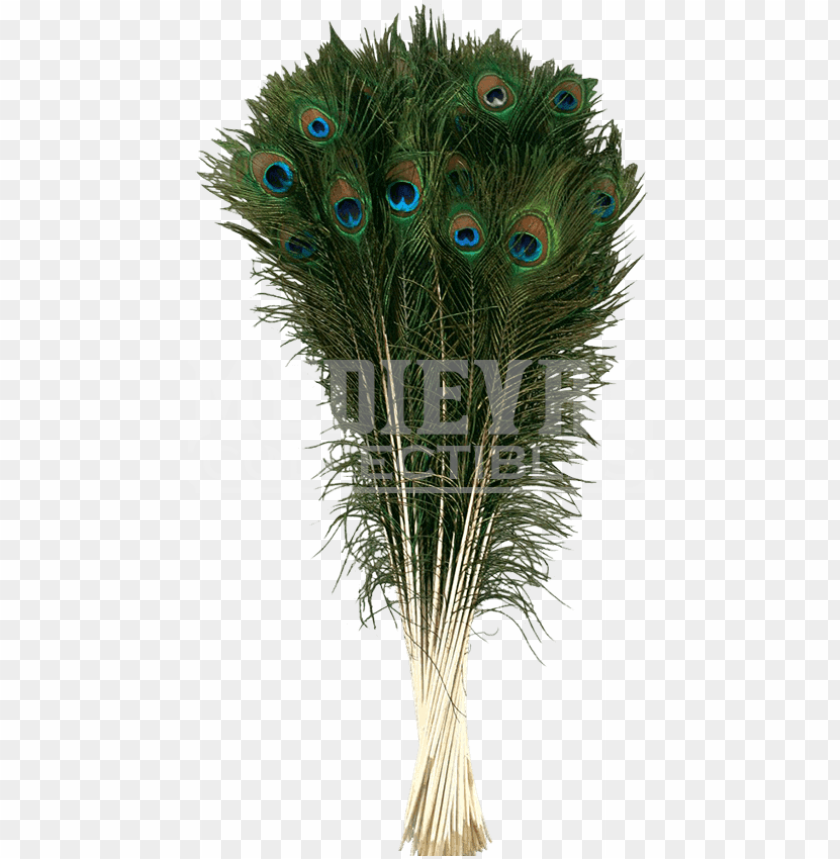 Atural Peacock Tail Plume - Zucker Feather Products Peacock Tail Eyes, 25-35", PNG Image With Transparent Background